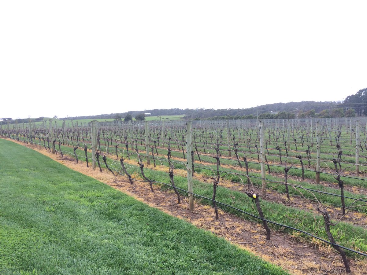 Vine, vines &amp; vines. Love affair.