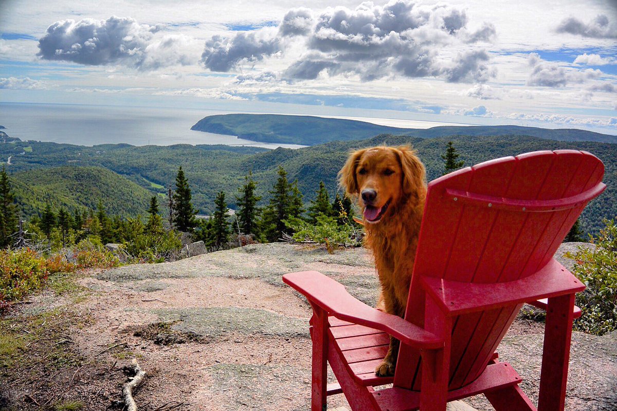 maloriec's tweet photo. #CapeBreton is always perfection! #goldenretriever #visitnovascotia @VisitNovaScotia @KEENCANADA #Franey https://t.co/nsIaH1y6Cu