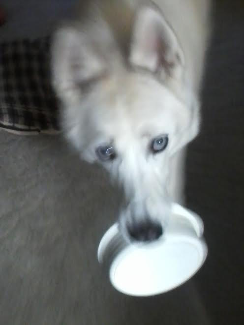 DodgerAndPatch's tweet photo. Hungry Husky https://t.co/phaaBRgTj6