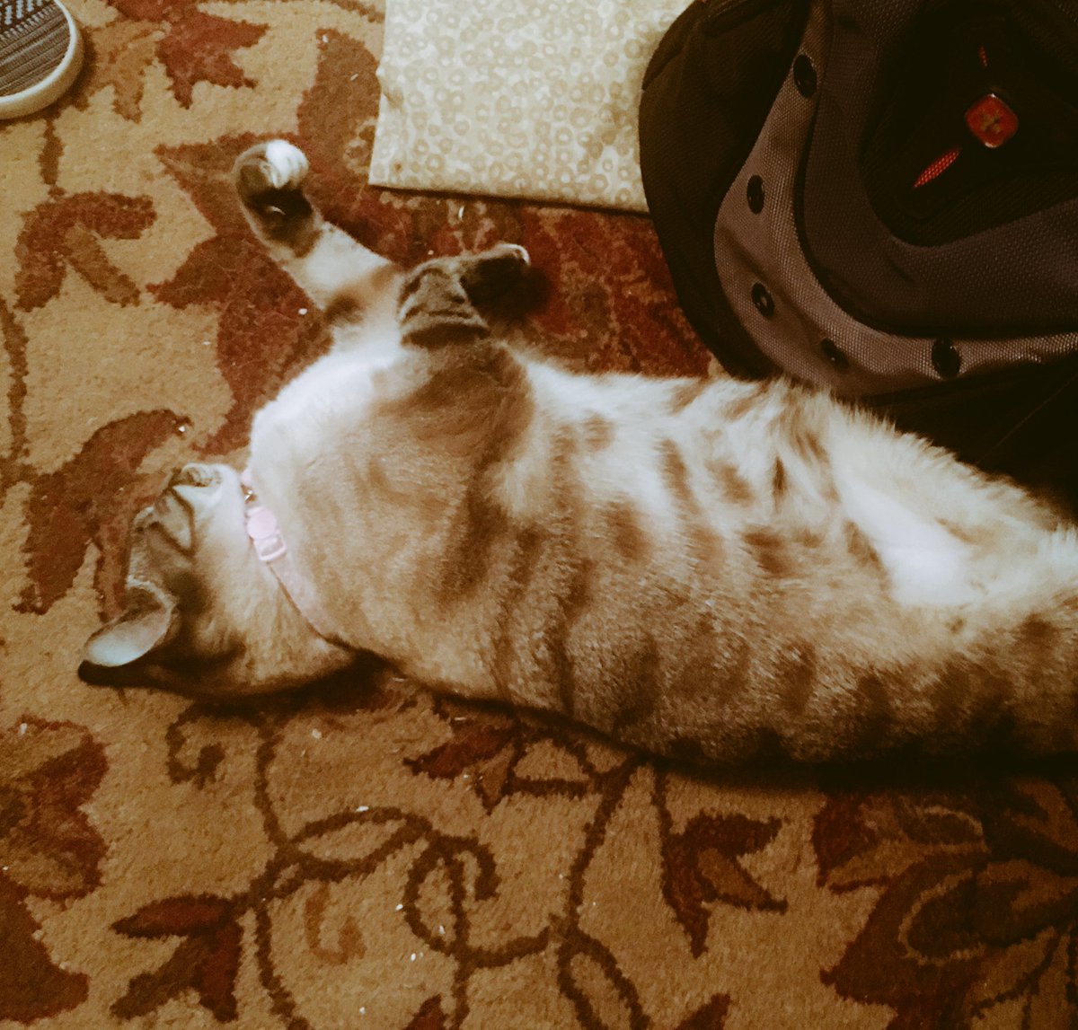 MotherofBears29's tweet photo. Being a cat is hard. #cattingitup #CatsOfTwitter #lovethiskitty https://t.co/Ldyj16LbmA