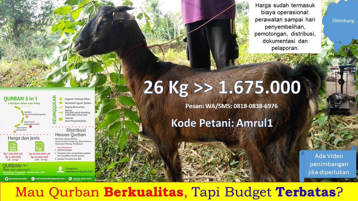mohkamiluddin's tweet photo. Mau Qurban Berkualitas, Tapi Budget Terbatas? silahkan dipilih... :-)
Asli dari kampung halaman. Segar dan Bugar. https://t.co/DJu8OlnDqc