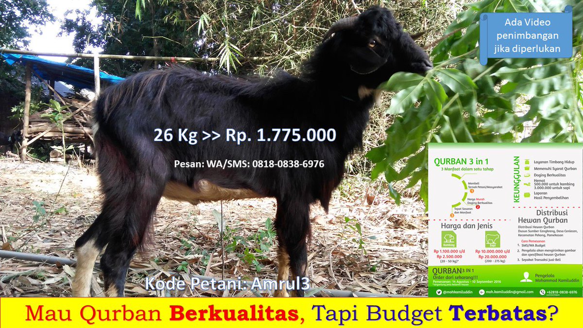 mohkamiluddin's tweet photo. Mau Qurban Berkualitas, Tapi Budget Terbatas? silahkan dipilih... :-)
Asli dari kampung halaman. Segar dan Bugar. https://t.co/DJu8OlnDqc