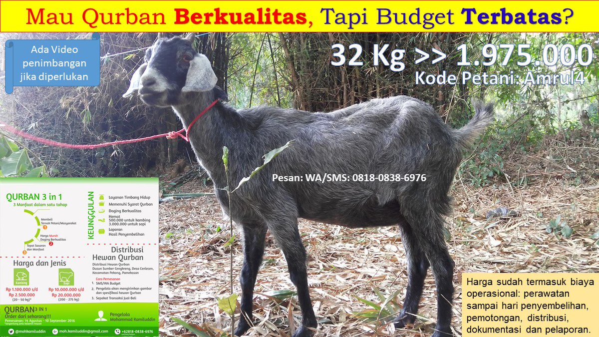 mohkamiluddin's tweet photo. Mau Qurban Berkualitas, Tapi Budget Terbatas? silahkan dipilih... :-)
Asli dari kampung halaman. Segar dan Bugar. https://t.co/DJu8OlnDqc