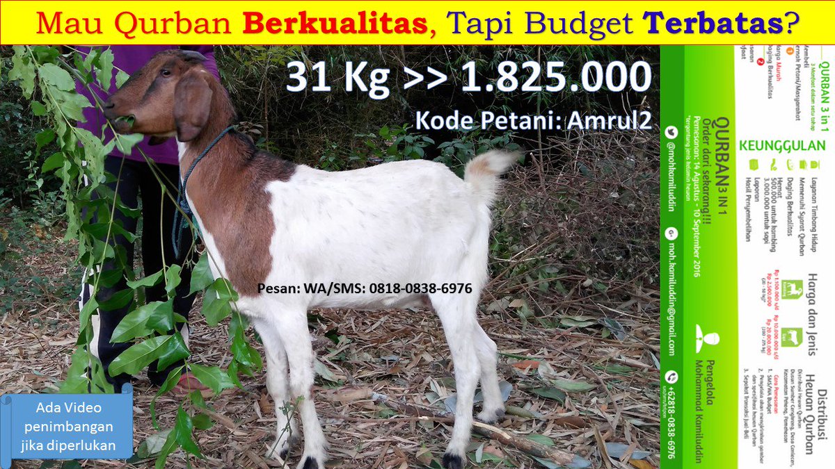 mohkamiluddin's tweet photo. Mau Qurban Berkualitas, Tapi Budget Terbatas? silahkan dipilih... :-)
Asli dari kampung halaman. Segar dan Bugar. https://t.co/DJu8OlnDqc
