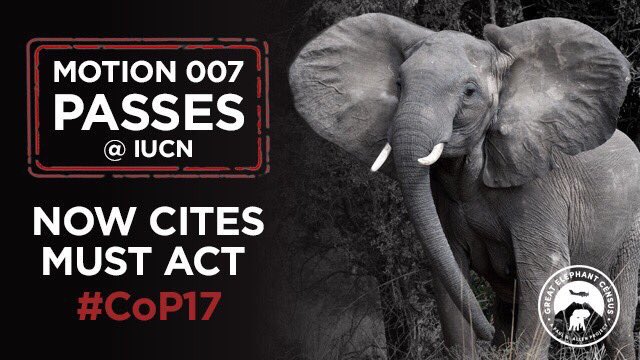 EleRhinoMarch's tweet photo. BIG THANK YOU 2 all who tweeted, posted or shouted 4 #Elephants #Motion007 @IUCN #IUCNCongress Pic: @ElephantsCount https://t.co/x59jaz64mm