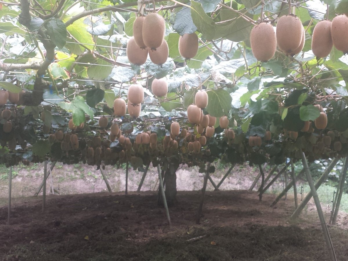 キウイが木になってるとこ初めて見た