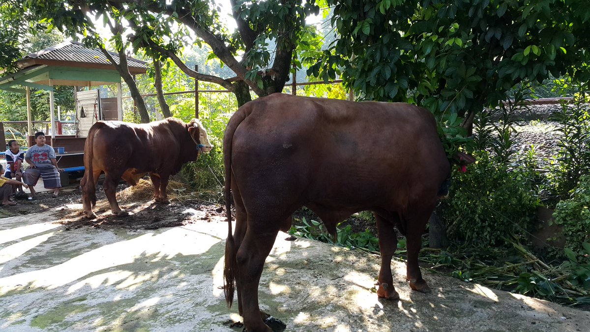 tm_fawwaz's tweet photo. Qurban 1437H Alhamdulillah ....sudah 2 sapi https://t.co/pUbp67UNqh