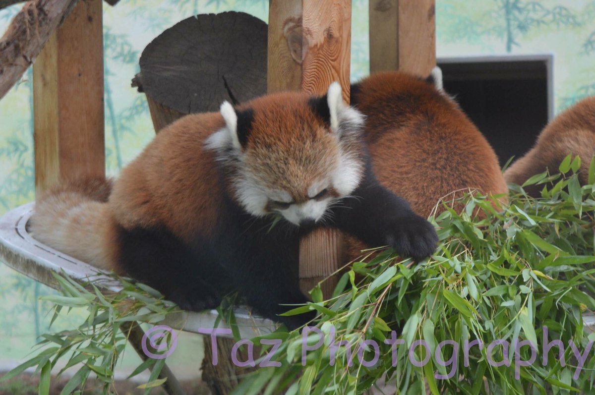 tazpics's tweet photo. #redpandas  I love this shot !!! https://t.co/AGamfYfAr9