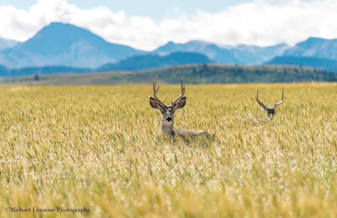 1shoephotograpy's tweet photo. @NatGeo @CanGeo @southernab #yql #photography #photooftheday #Rockies #muledear #nikon  @NikonCanada https://t.co/CPdHus6uk6