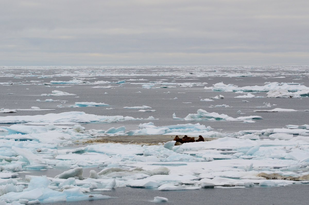 DynamicArctic's tweet photo. Back through the ice. Walruses and polar bear tracks #dynamicarctic https://t.co/OrVa3QLZQT