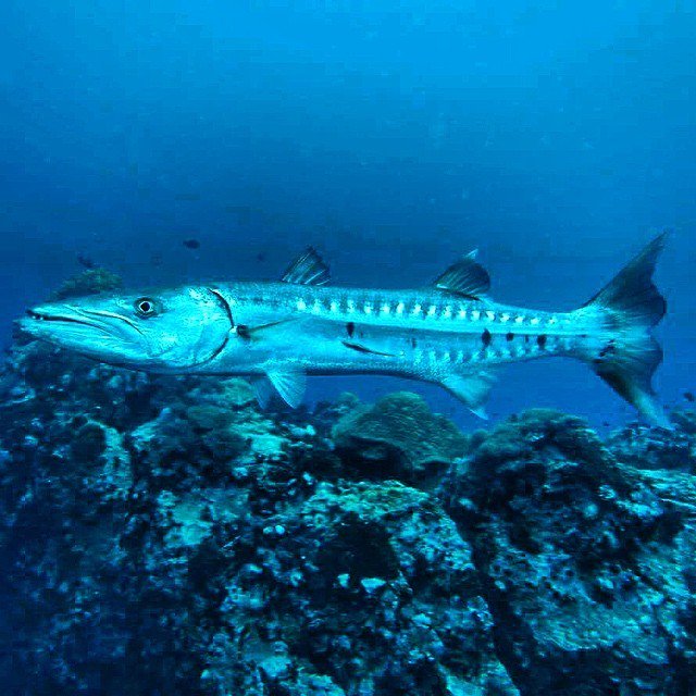 roctopus's tweet photo. "I turned around and my buddy had turned into a Barracuda"  Our divers had a very friendly… https://t.co/HApdWKgGUF https://t.co/jv7bREhiOG