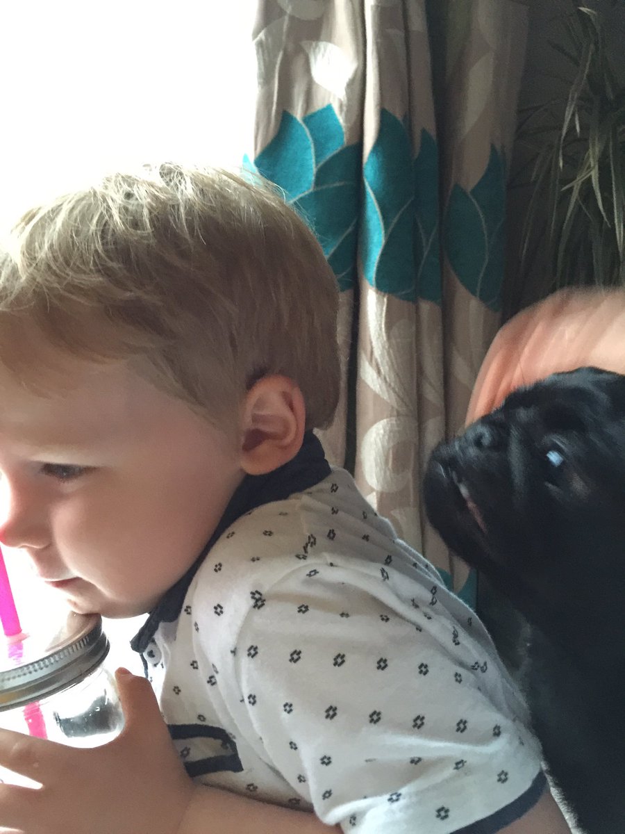 Luna_Pug's tweet photo. Psssst, what's in the jar?!! https://t.co/AAyGvwAs33
