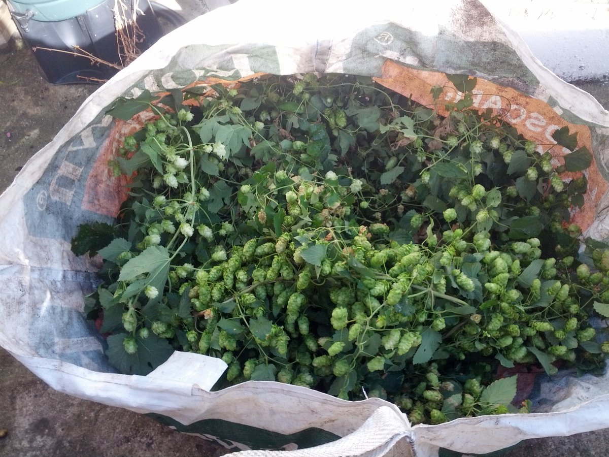 Maisoon Al-Jawad (@profmaisoon) on Twitter photo Hop Harvest! In the only bag big enough -an old one tonne soil bag!!!! <a href="/PickleRah/">Sarah Allan</a> <a href="/WalthamstowBeer/">WalthamstowBeer</a> <a href="/EastLondonBrew/">East London Brewing Co</a> Hop Harvest! In the only bag big enough -an old one tonne soil bag!!!! <a href="/PickleRah/">Sarah Allan</a> <a href="/WalthamstowBeer/">WalthamstowBeer</a> <a href="/EastLondonBrew/">East London Brewing Co</a>