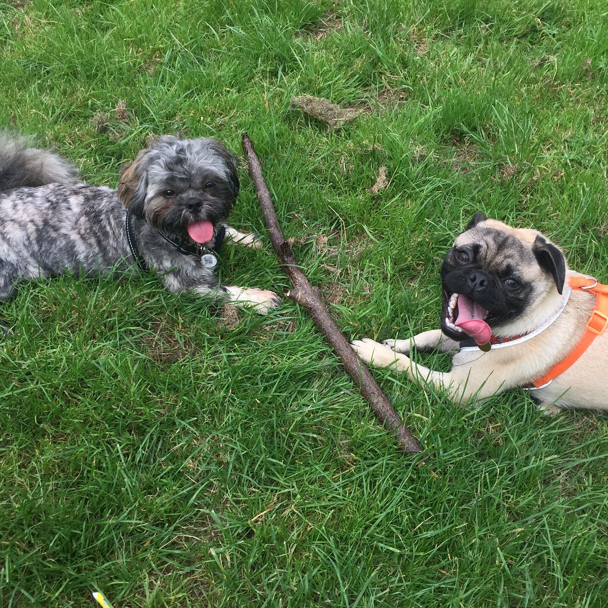 dexytzu's tweet photo. Me and my pug bud Wilson #pugdate #shihtzuclub #shihtzusoftwitter #pugsarefun πΎ https://t.co/ThHgE5zGCe