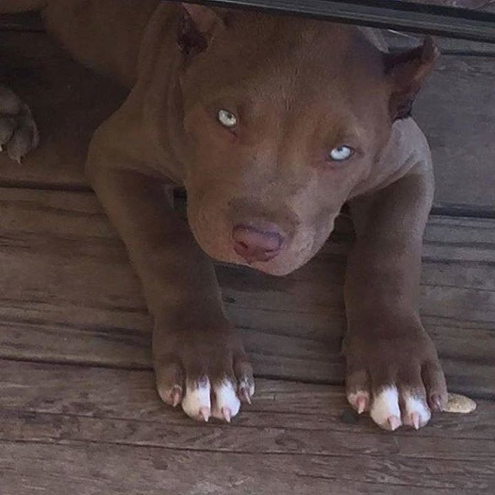 Americanbullyhq's tweet photo. From @bigheadkennels #everythingbully #americanbully #bully #bullies #pitbull #picoftheday #pitbullsofinstagram #do… https://t.co/QBZtJnxI9Y