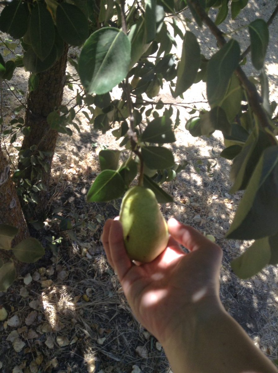 missinlondon's tweet photo. New LA first! Apple and Pear picking! They were delicious. #OakGlen #RileyFarms #newadventures #pickityourself https://t.co/PAh8YQ3ENb