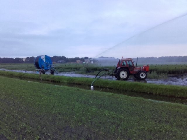 J_Kiers_Lelies's tweet photo. Nu nog een slokje water, en dan zijn deze #Merostar #lelies perfect volgende week! AAA Quality #retail #lillies https://t.co/RqJ0OPzp1h