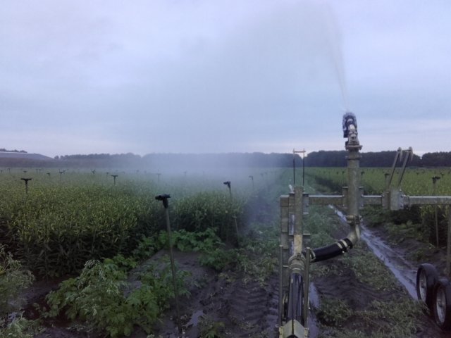 J_Kiers_Lelies's tweet photo. Nu nog een slokje water, en dan zijn deze #Merostar #lelies perfect volgende week! AAA Quality #retail #lillies https://t.co/RqJ0OPzp1h