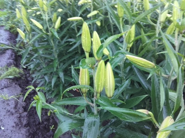 J_Kiers_Lelies's tweet photo. Nu nog een slokje water, en dan zijn deze #Merostar #lelies perfect volgende week! AAA Quality #retail #lillies https://t.co/RqJ0OPzp1h