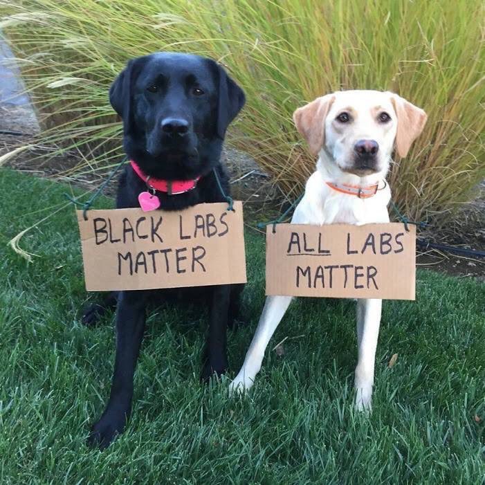 davelawyer's tweet photo. 😝😂😂 https://t.co/btLzuunXTo