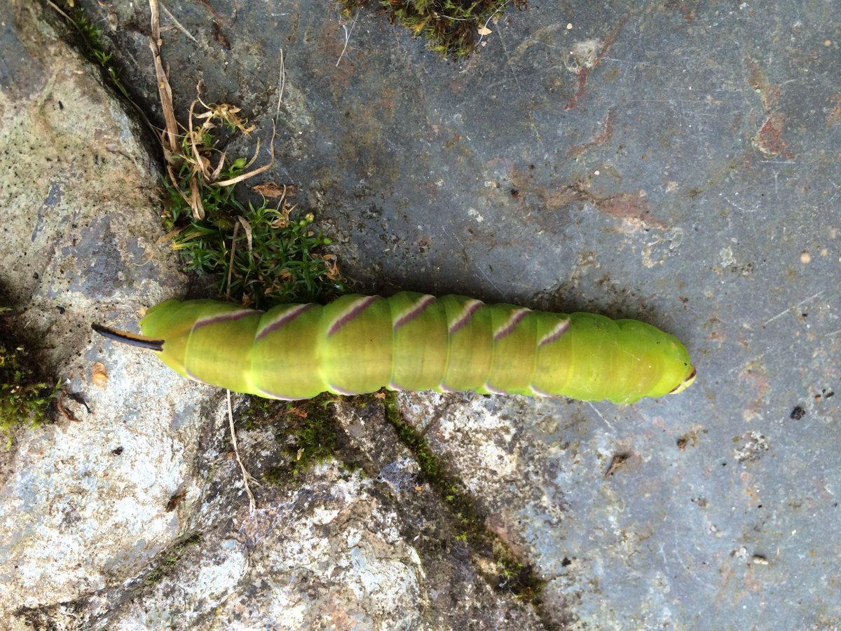 griffjane's tweet photo. Death's Head Hawk Moth seen in our garden this morning @NHM_London @Londonzoo01 #neverseenonebefore #aretheyrare https://t.co/Rccb4hNAuM