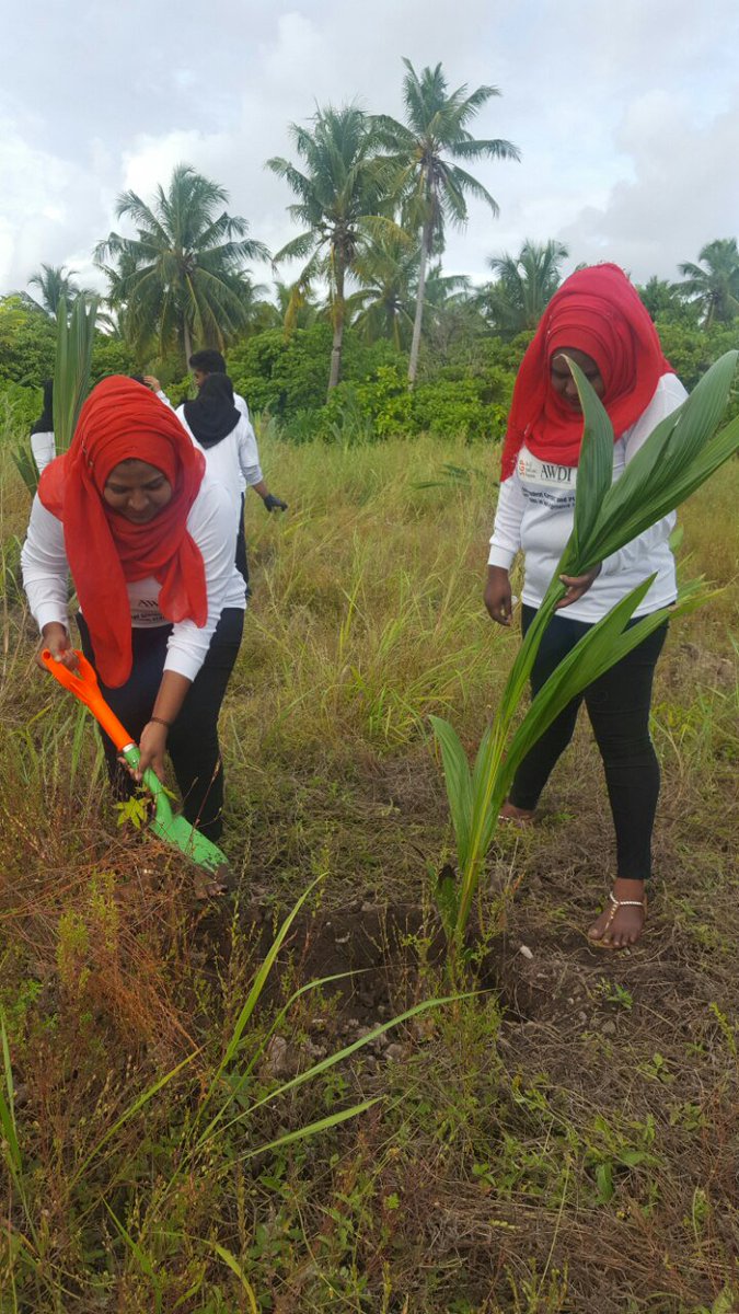 AWDI2007's tweet image. Planting coocnut palm