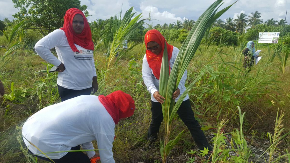 AWDI2007's tweet image. Planting coocnut palm