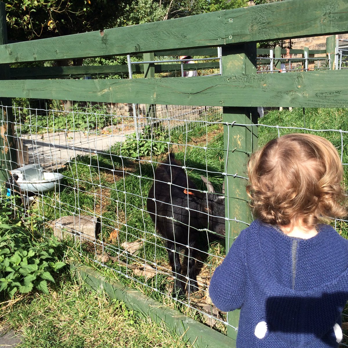 ConnieEMcgregor's tweet photo. @mc_fi @TeachFirst good luck to Aunty Fi. Here is a picture of me and a goat to celebrate. https://t.co/fy5Q5dEEhI