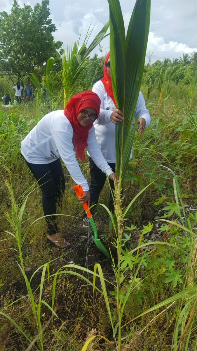 AWDI2007's tweet image. Planting coocnut palm