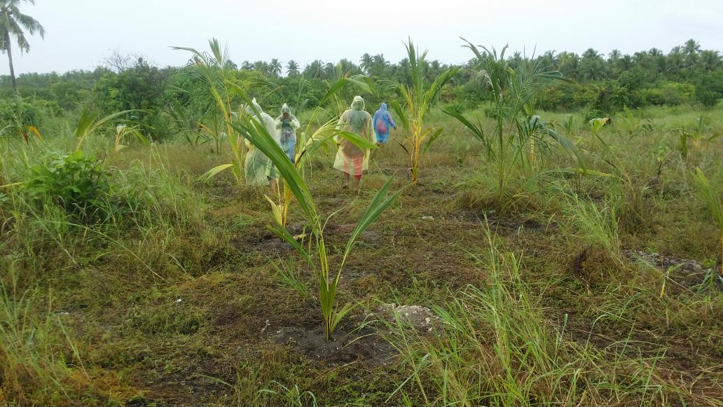 AWDI2007's tweet image. We completed planting 428 coconut palms