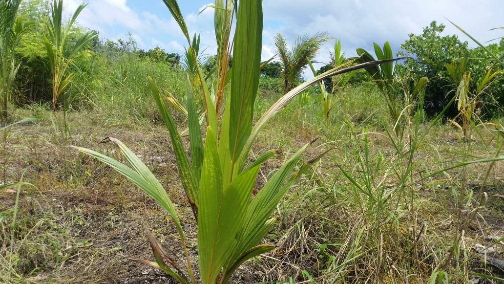 AWDI2007's tweet image. We completed planting 428 coconut palms