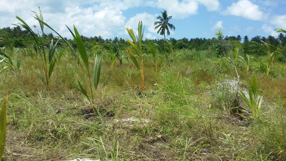 AWDI2007's tweet image. We completed planting 428 coconut palms
