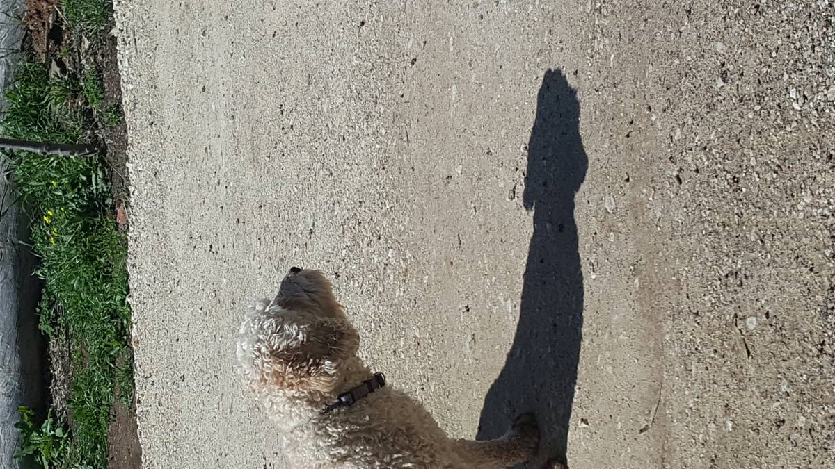WordSolutions_1's tweet photo. I tried to take a cute pic of my dog and its shadow today. Major fail! #shadowpenis https://t.co/9w4pcp2UQD