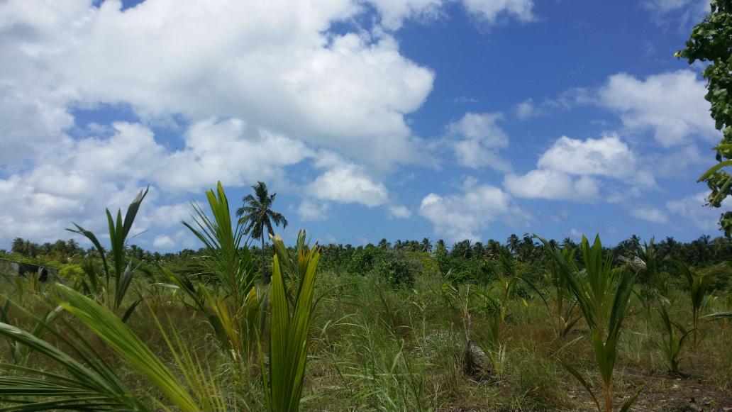 AWDI2007's tweet image. We completed planting 428 coconut palms