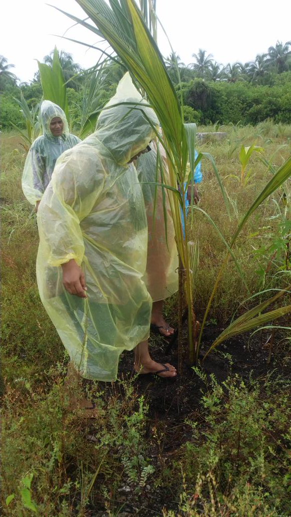 AWDI2007's tweet image. Coconut farm. day 4