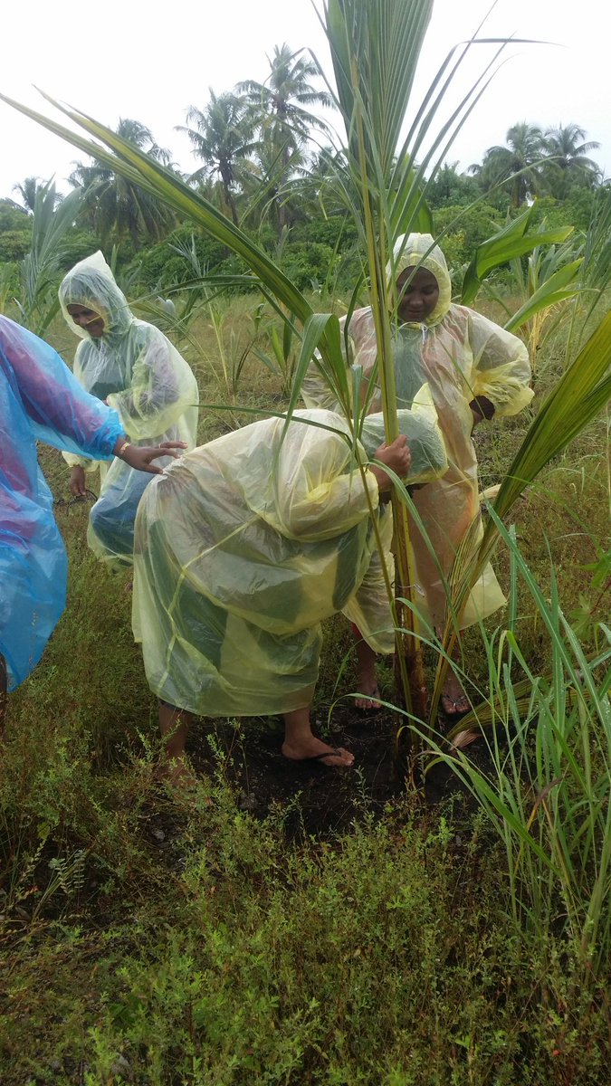 AWDI2007's tweet image. Coconut farm. day 4