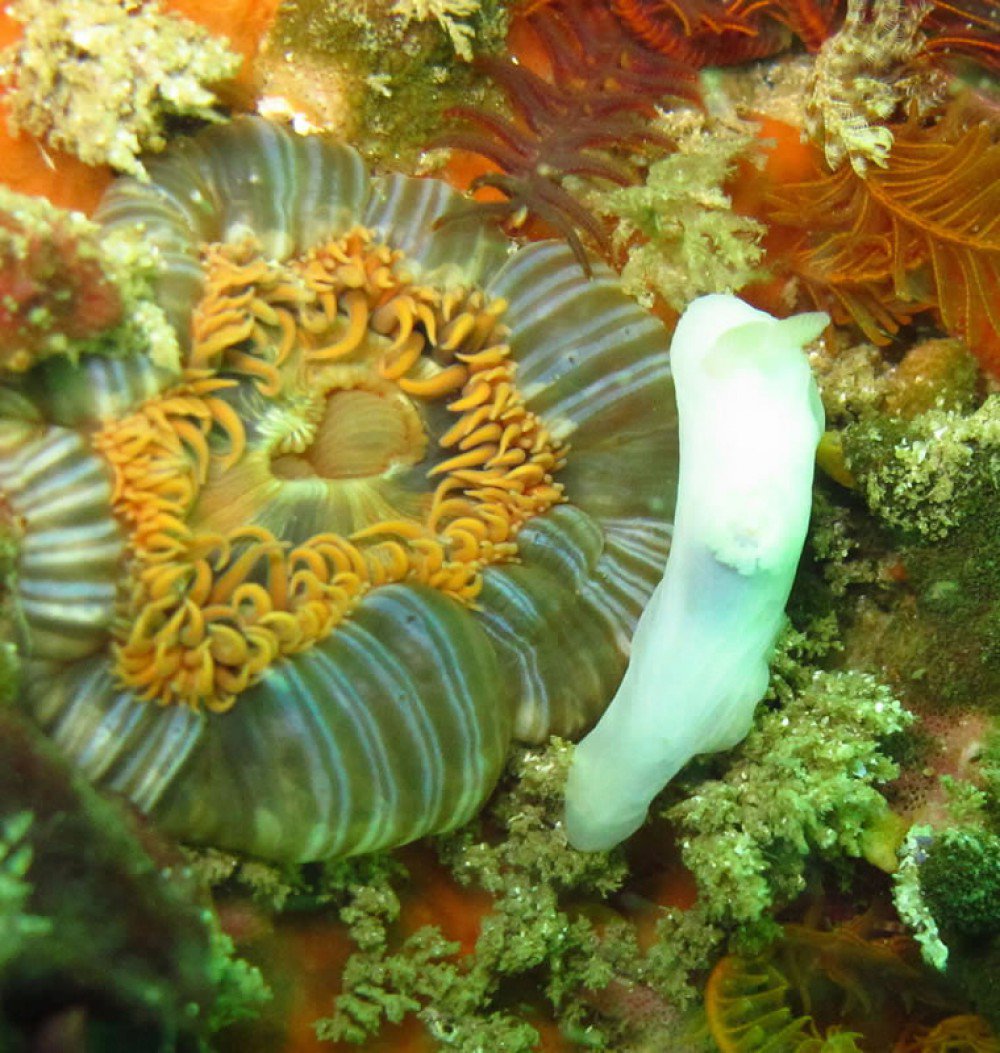 ITBlueScuba's tweet photo. An anemone and a nude having a tea party.  #ITBscuba https://t.co/bGo6unI6HR