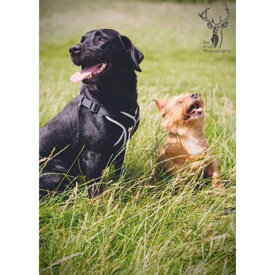 pet_pride's tweet photo. Looking forward to the #victoriapark #dogshow with @AllDogsMatter today!
#dogs #yorkshireterrier #labrador #london https://t.co/dmffLeqTCh