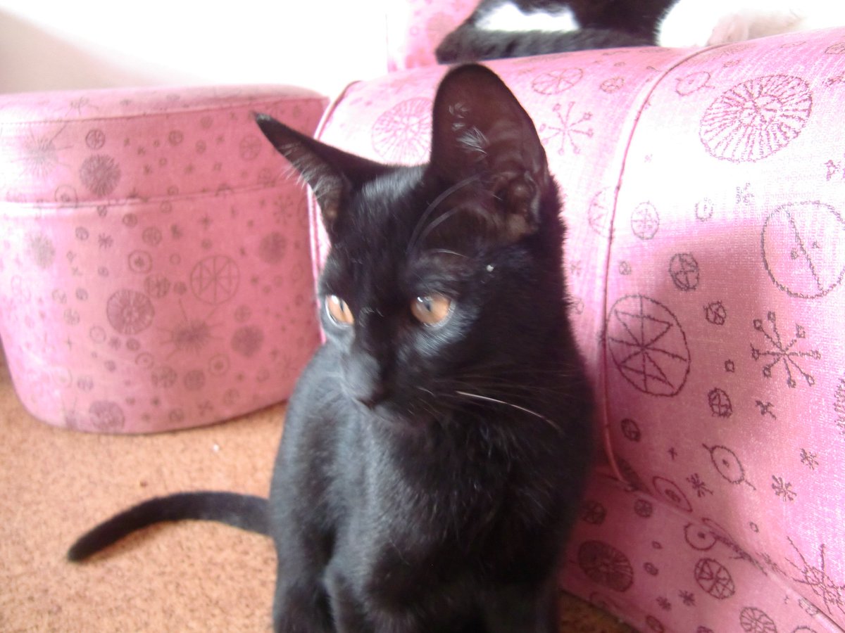 ねこカフェもふもふ ねこカフェ 保護猫カフェもふもふ 社団法人もふもふ堂 長野県 松本市 里親 常時里親募集 猫カフェ リオくん と一緒にデビューした ケイくん です チャームポイントは 一本だけ白いひげ ですっ