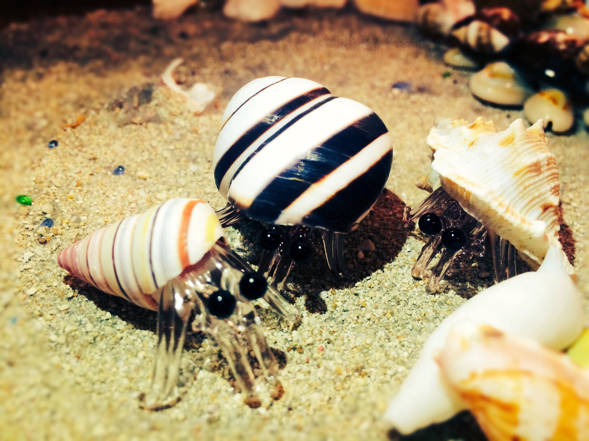 琉球まぶやー ガラスの ヤドカリ カラーが増えて再入荷 浜辺で見たヤドカリを思い出す 石垣島のお土産に 石垣島 八重山 石垣旅行 ヤドカリ 琉球まぶやー 手作り体験 琉球まぶやー T Co Wev1zm7mef T Co 3iozkqbnp2 Twitter