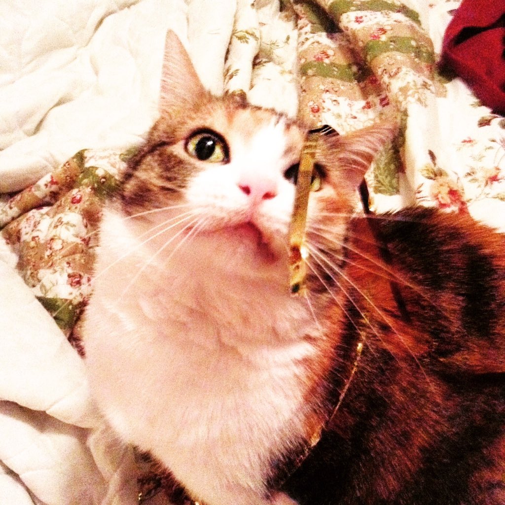 foxyboxes02's tweet photo. The internet is for cats, right? 😸 https://t.co/L3Ab3mYT5D