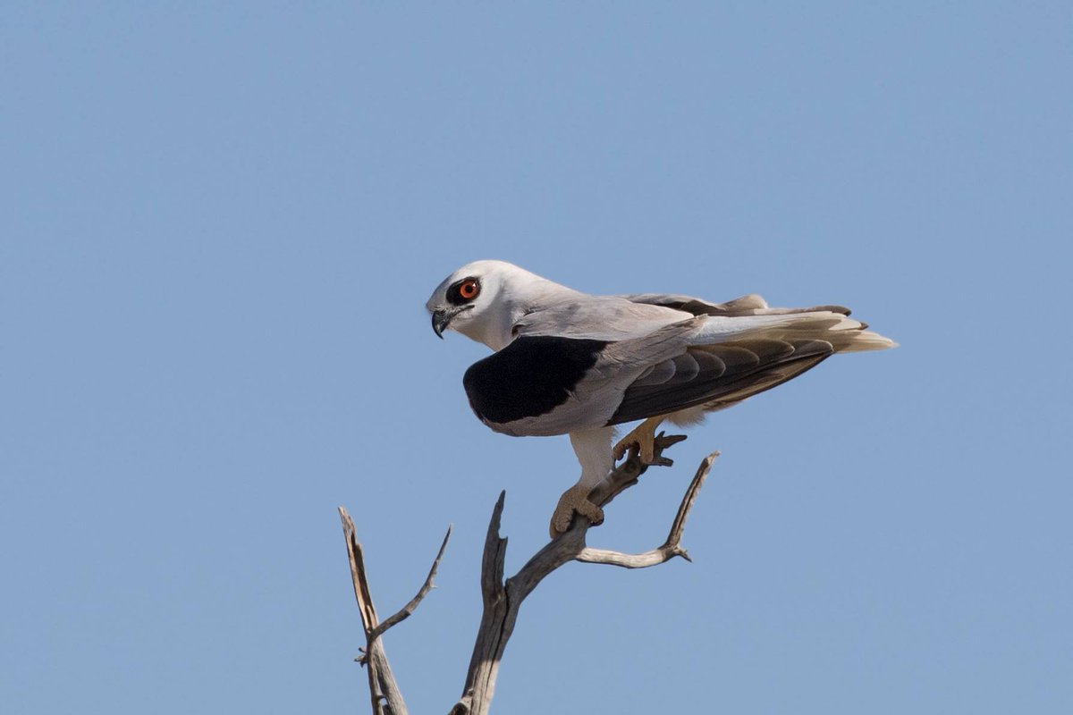 BirdsTours's tweet photo. Letter-winged Kite, a highlight from our recent outback tour, by Steve Potter #bellbirdtours #birdtour #greyfalcon https://t.co/U9ivfNREHY