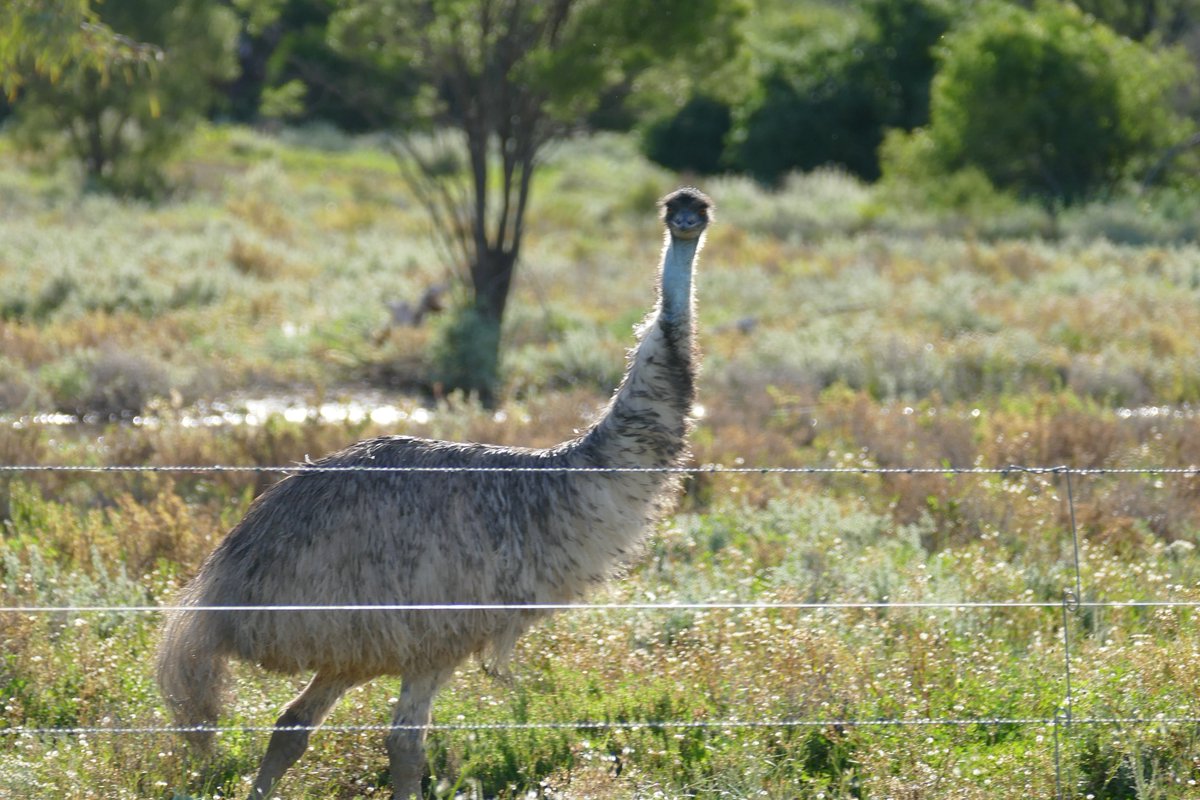 aj_aspire's tweet image. the emus are excited about our @ASPIREUNSW visit to Lightning Ridge. Loving it out here as usual #outreachmatters