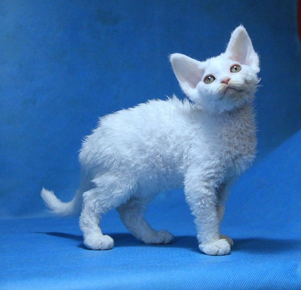 S9RFIUnFzuaEy1t's tweet image. В нашем питомнике пополнение котиков породы Девон Рекс, мы так счастливы😍😍😍! #Девон Рекс