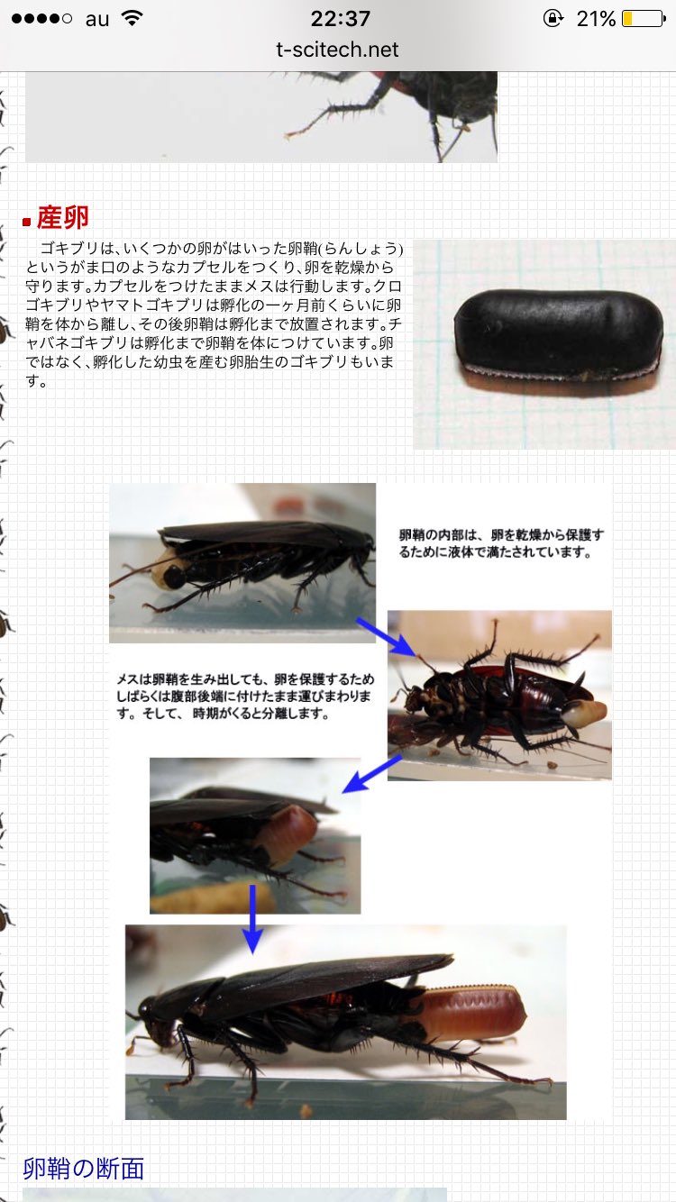 日向野 葵 ゴキブリの卵を見てからガルボが食べれなくなった T Co Nf9jsdkrnr Twitter