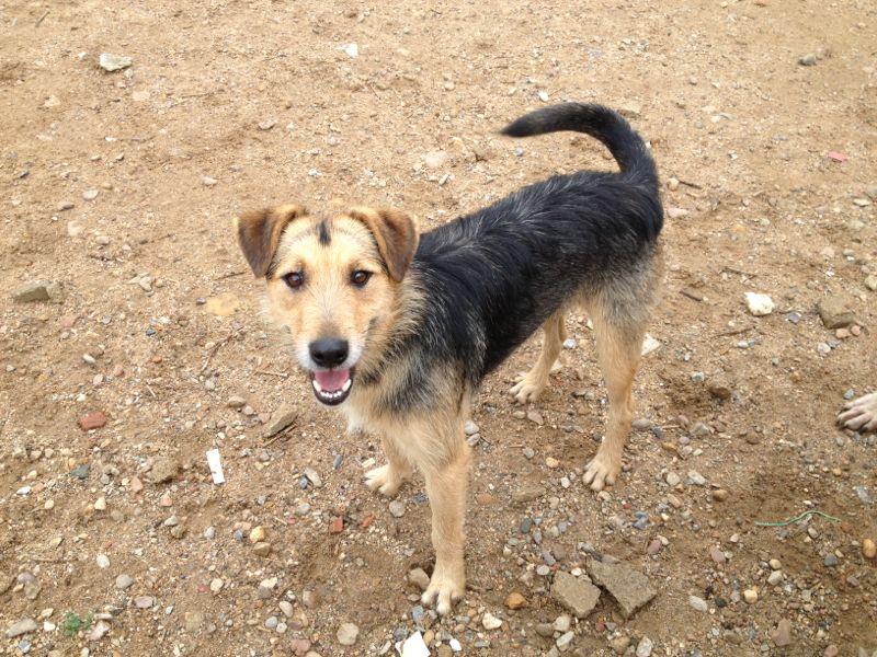 acudame's tweet photo. Bryan es un perrito de tamaño mediano. Acostumbrado a una casa y esterilizado. Sociable y cariñoso. Te animas?ADOPTA https://t.co/KYKzEPJf54