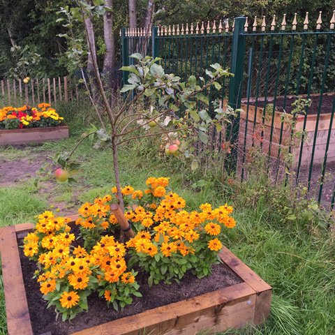 TamesideCouncil's tweet photo. Flowers in Waterloo Community Garden, opened by @tmbc_mayor Cllr Philip Fitzpatrick, last week #GetTamesideGrowing https://t.co/jyhhpjytV8