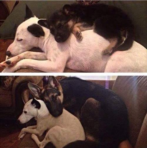 gonzaloarias430's tweet photo. Cuando tu hermano pequeño cree que sigue siendo pequeño https://t.co/hVXQL9EAlc