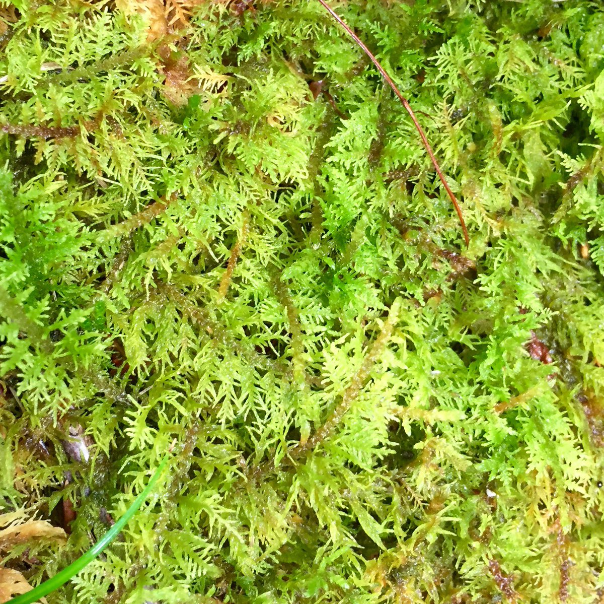 Feldbotanik's tweet photo. Easy #mosses:
#Abietinella
#Hylocomium
#Thuidium
#Ctenidium https://t.co/DqDZjDESCp