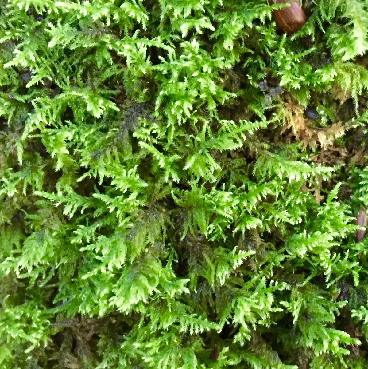 Feldbotanik's tweet photo. Easy #mosses:
#Abietinella
#Hylocomium
#Thuidium
#Ctenidium https://t.co/DqDZjDESCp